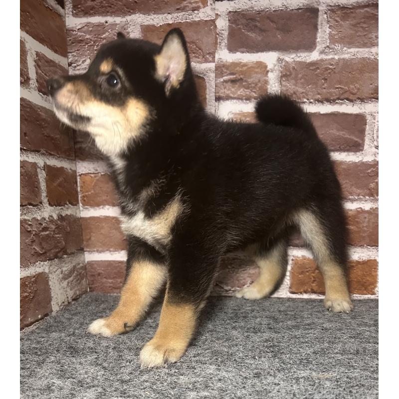 販売中の福岡県の豆柴-443180の9枚目