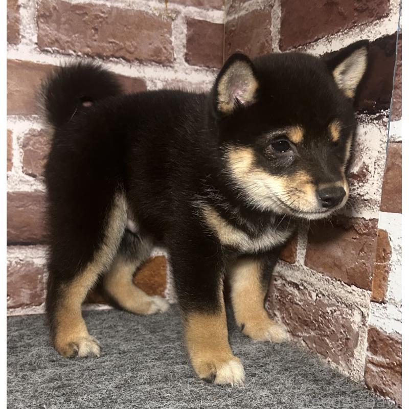 販売中の福岡県の豆柴-443180の8枚目