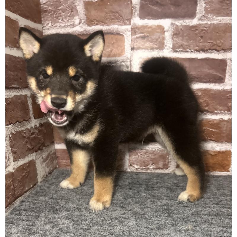 販売中の福岡県の豆柴-443180の7枚目