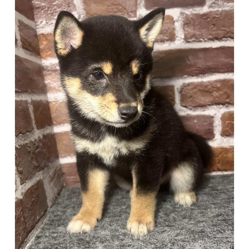 販売中の福岡県の豆柴-443180の6枚目