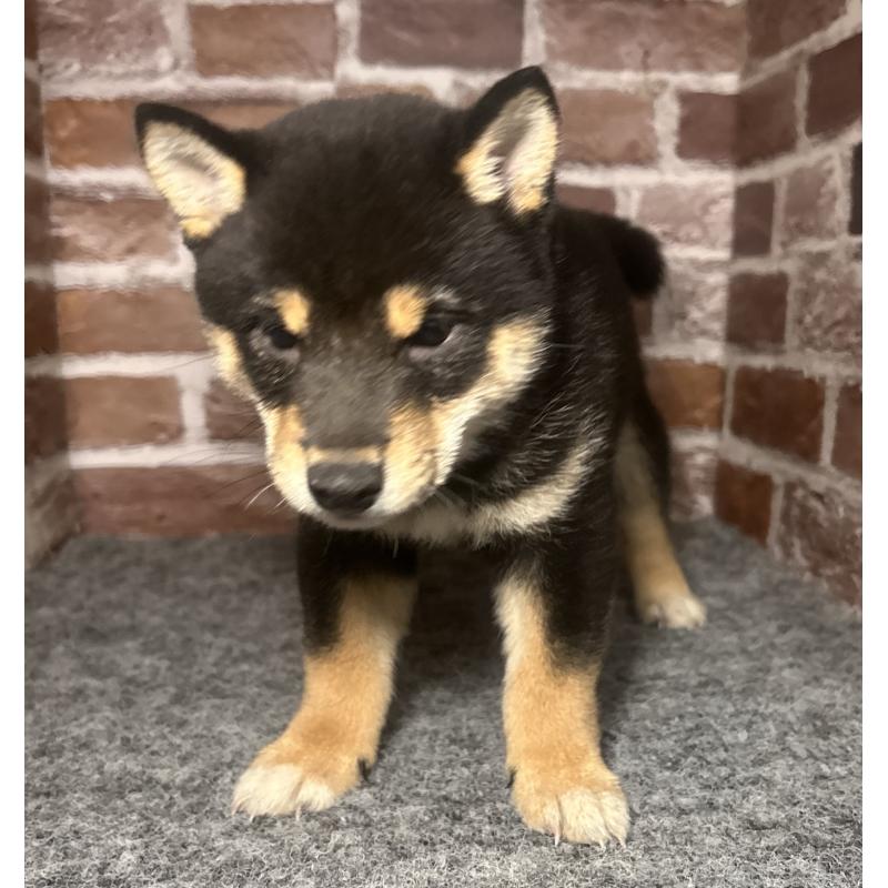 販売中の福岡県の豆柴-443180の5枚目