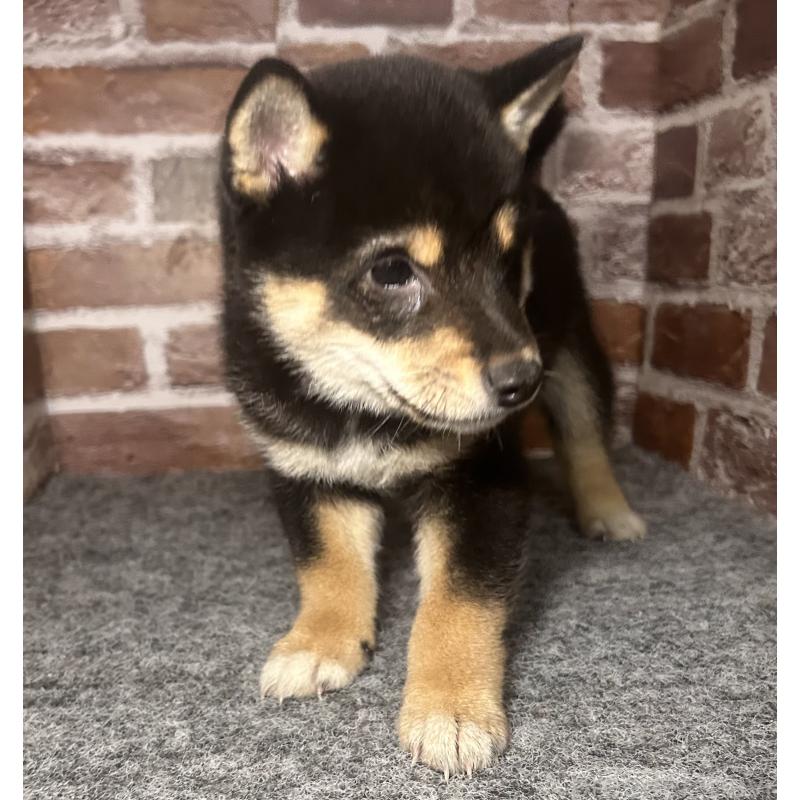 販売中の福岡県の豆柴-443180の4枚目