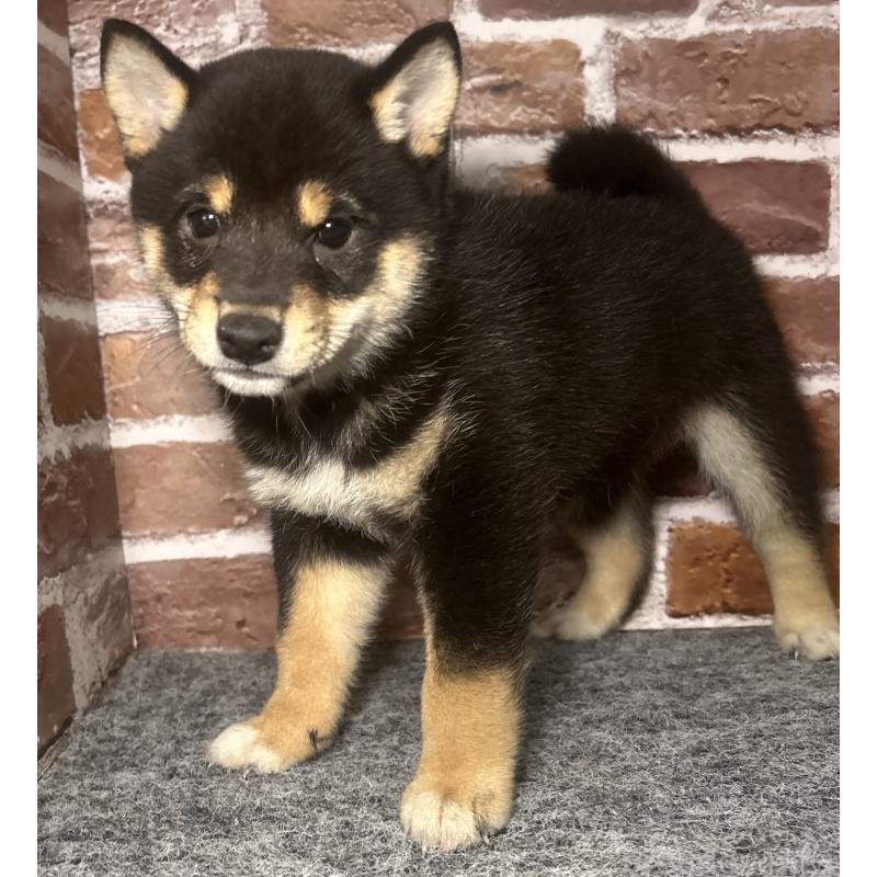 販売中の福岡県の豆柴-443180の3枚目