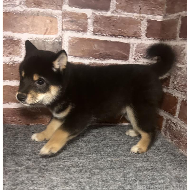 販売中の福岡県の豆柴-443180の2枚目