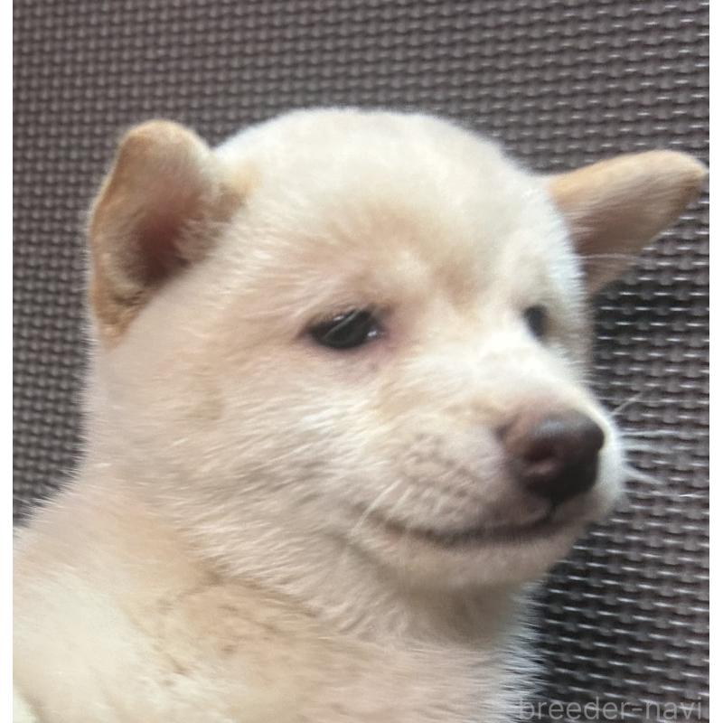 販売中の福岡県の豆柴-443181の12枚目