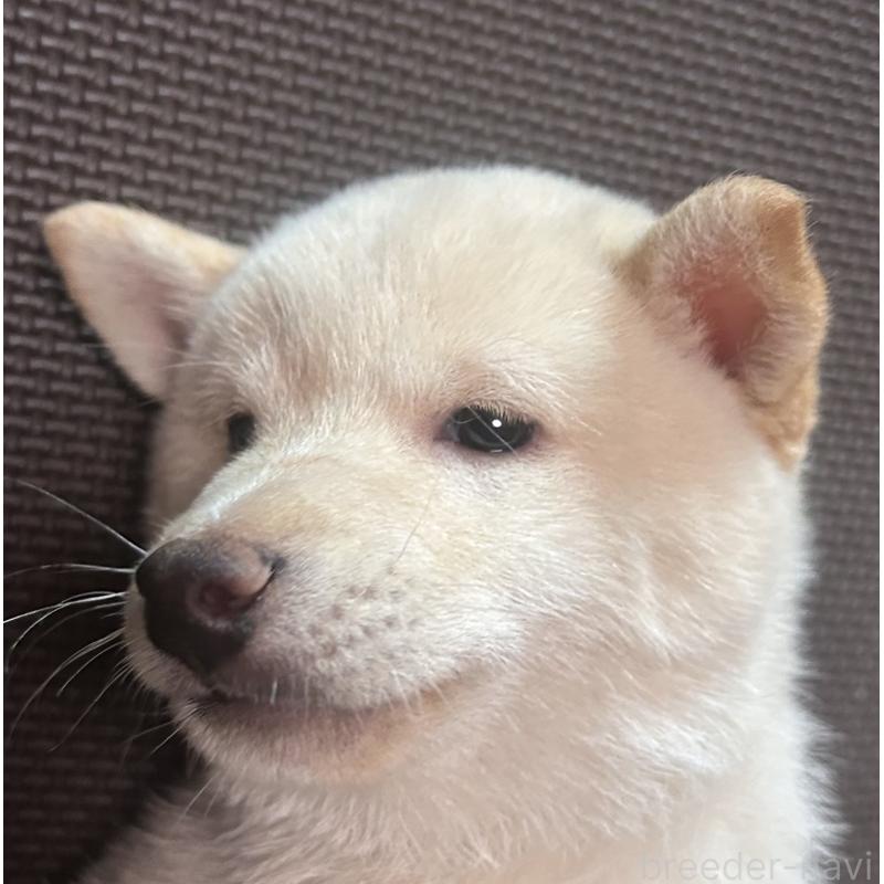 販売中の福岡県の豆柴-443181の11枚目