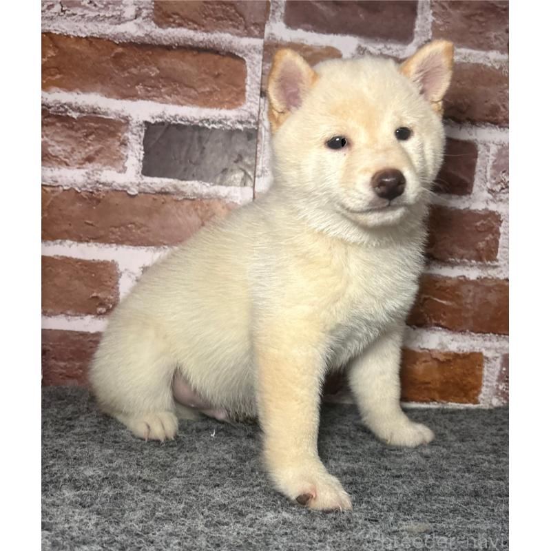 販売中の福岡県の豆柴-443181の10枚目