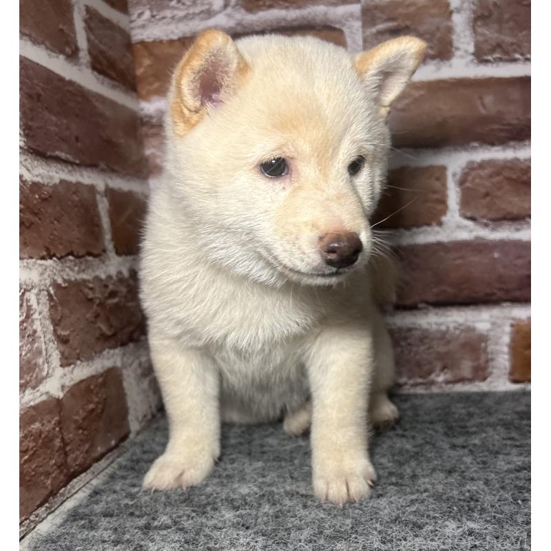 販売中の福岡県の豆柴-443181の9枚目