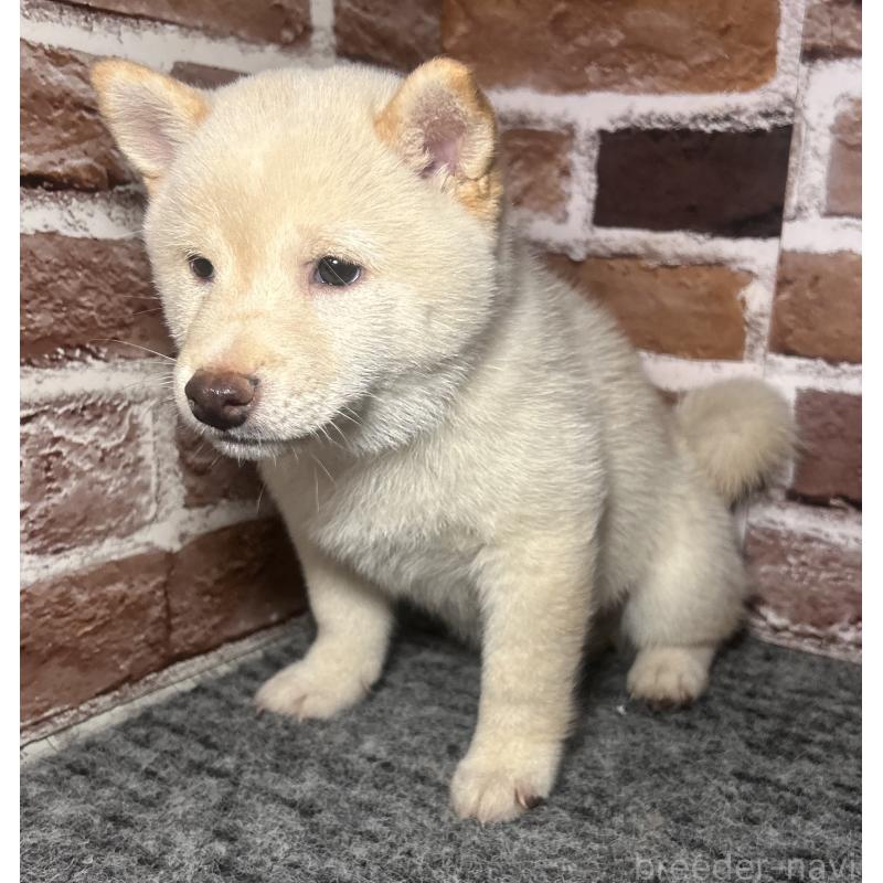 販売中の福岡県の豆柴-443181の8枚目