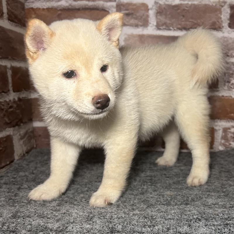 販売中の福岡県の豆柴-443181の7枚目