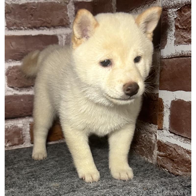 販売中の福岡県の豆柴-443181の6枚目