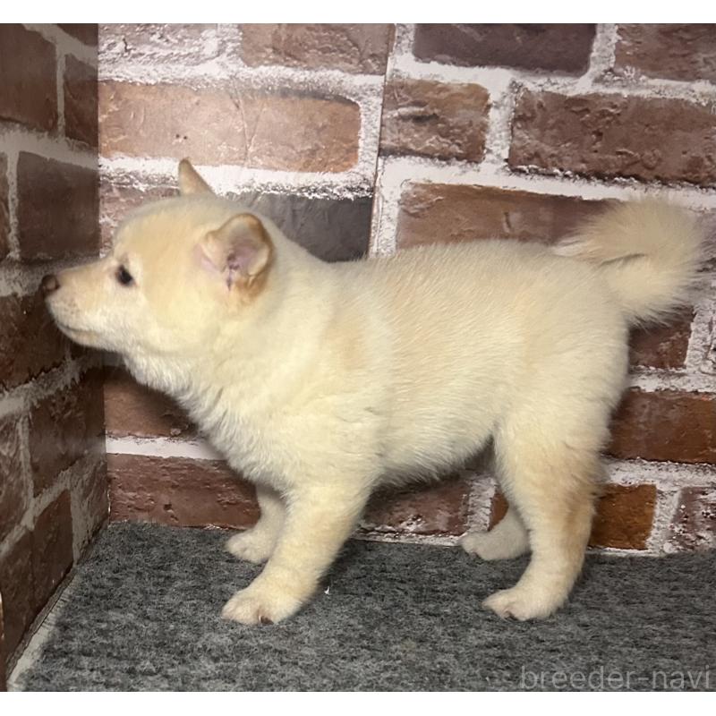 販売中の福岡県の豆柴-443181の5枚目