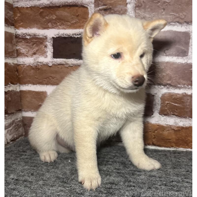 販売中の福岡県の豆柴-443181の4枚目