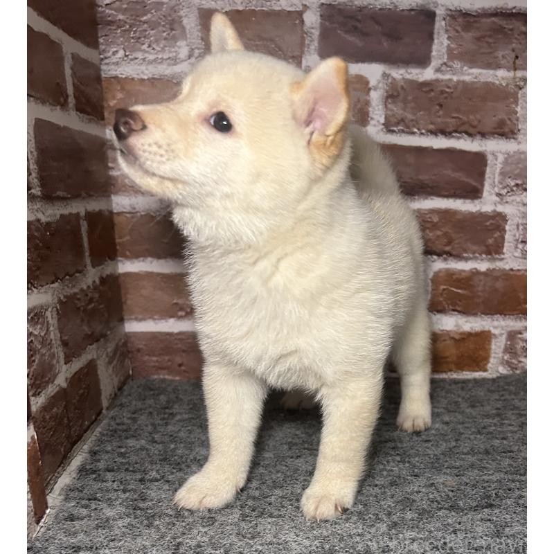 販売中の福岡県の豆柴-443181の3枚目