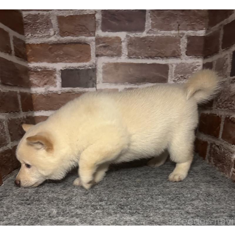 販売中の福岡県の豆柴-443181の2枚目