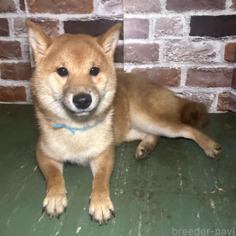 販売中の福岡県の豆柴-417543の6枚目