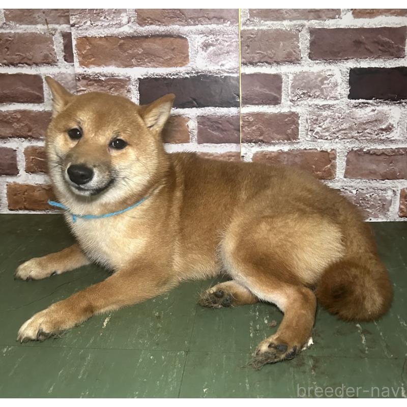 販売中の福岡県の豆柴-417543の5枚目