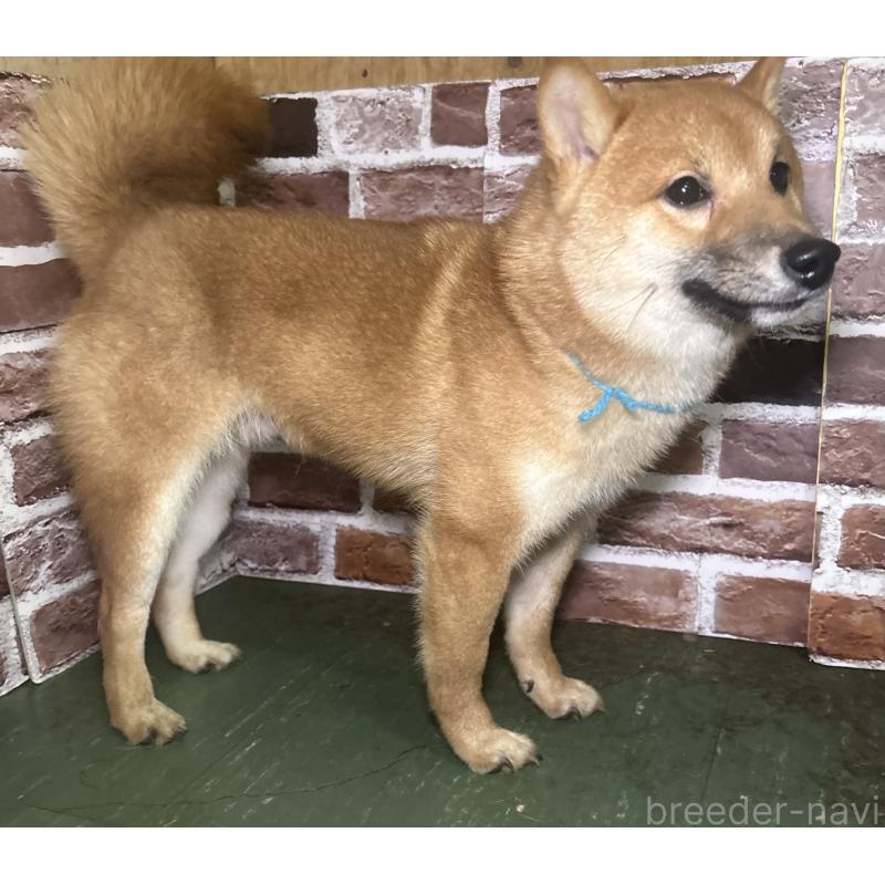 販売中の福岡県の豆柴-417543の4枚目