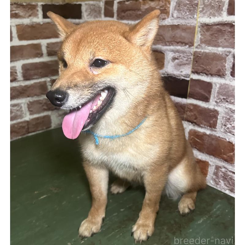 販売中の福岡県の豆柴-417543の3枚目