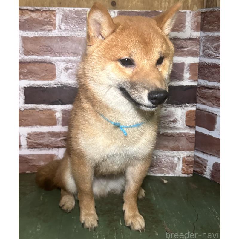 販売中の福岡県の豆柴-417543の2枚目