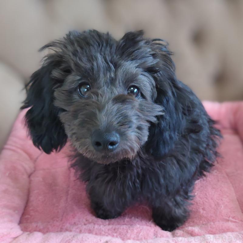 販売中の埼玉県のダップー:ミニチュアダックスフンド×トイプードル-429284