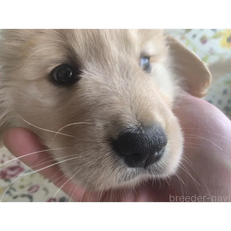 販売中の鹿児島県のゴールデンレトリーバー-453134の4枚目