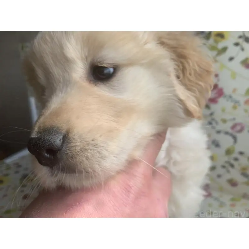 販売中の鹿児島県のゴールデンレトリーバー-453134の3枚目