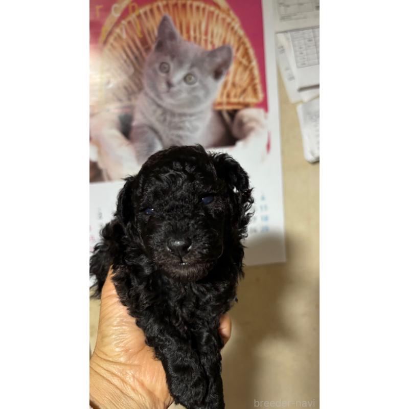 販売中の大分県のトイプードル-453133の4枚目