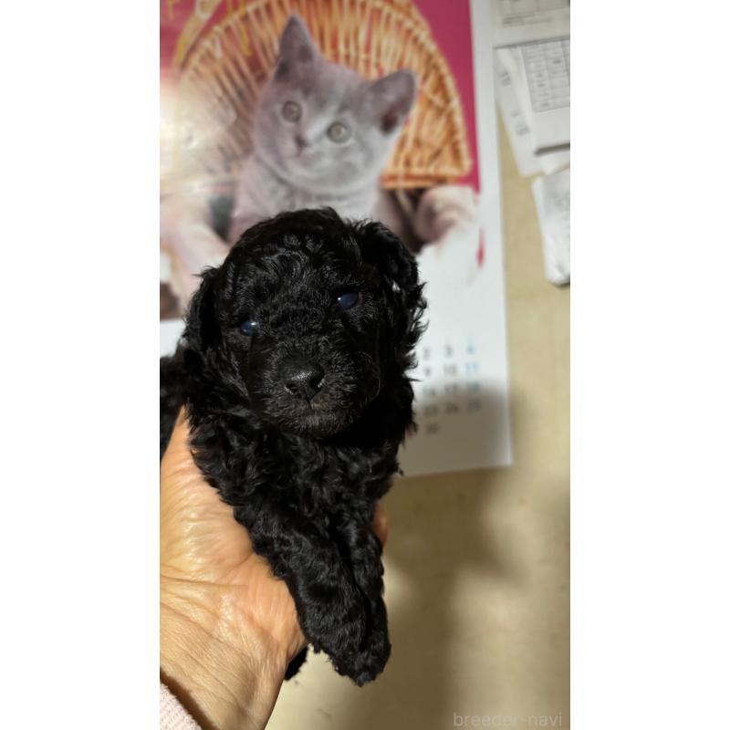 販売中の大分県のトイプードル-453133の3枚目