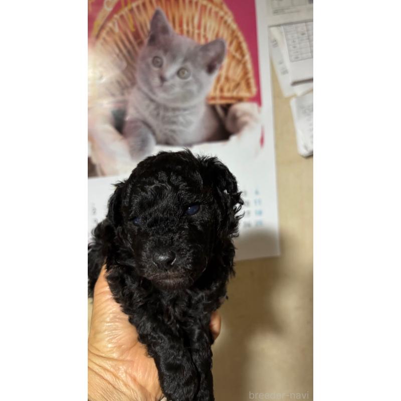 販売中の大分県のトイプードル-453133の2枚目