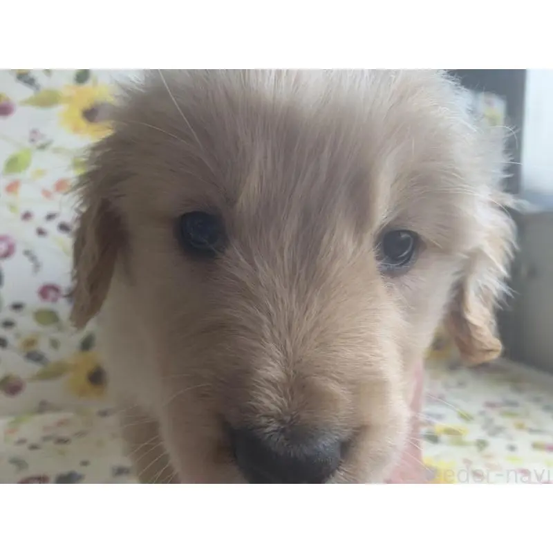 販売中の鹿児島県のゴールデンレトリーバー-453135の2枚目