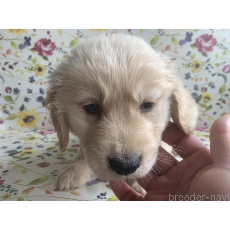 販売中の鹿児島県のゴールデンレトリーバー-453136の3枚目