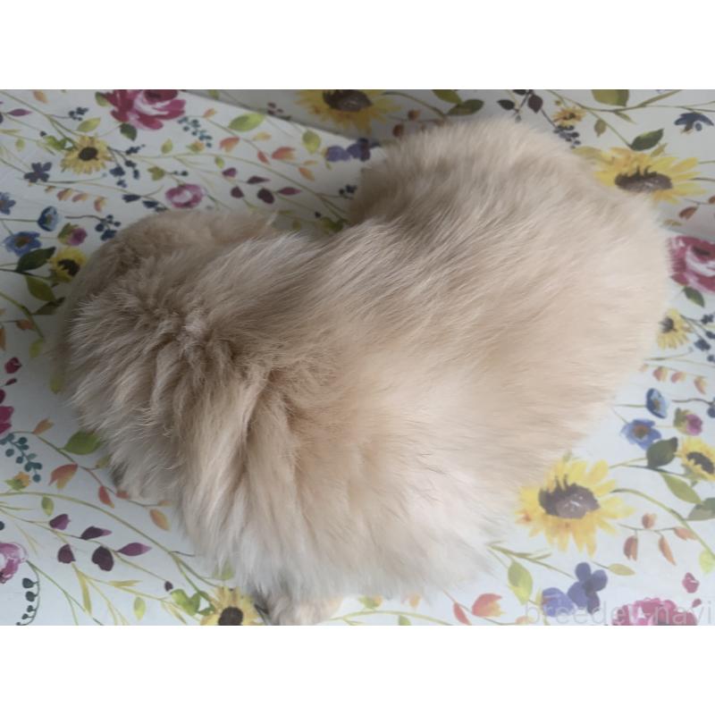 販売中の鹿児島県のゴールデンレトリーバー-453136の2枚目