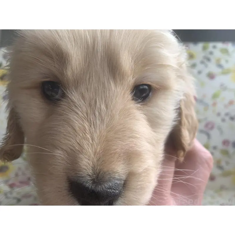 販売中の鹿児島県のゴールデンレトリーバー-453137の3枚目