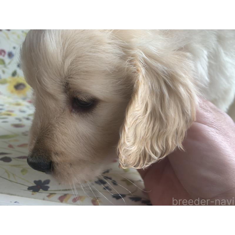 販売中の鹿児島県のゴールデンレトリーバー-453138の3枚目