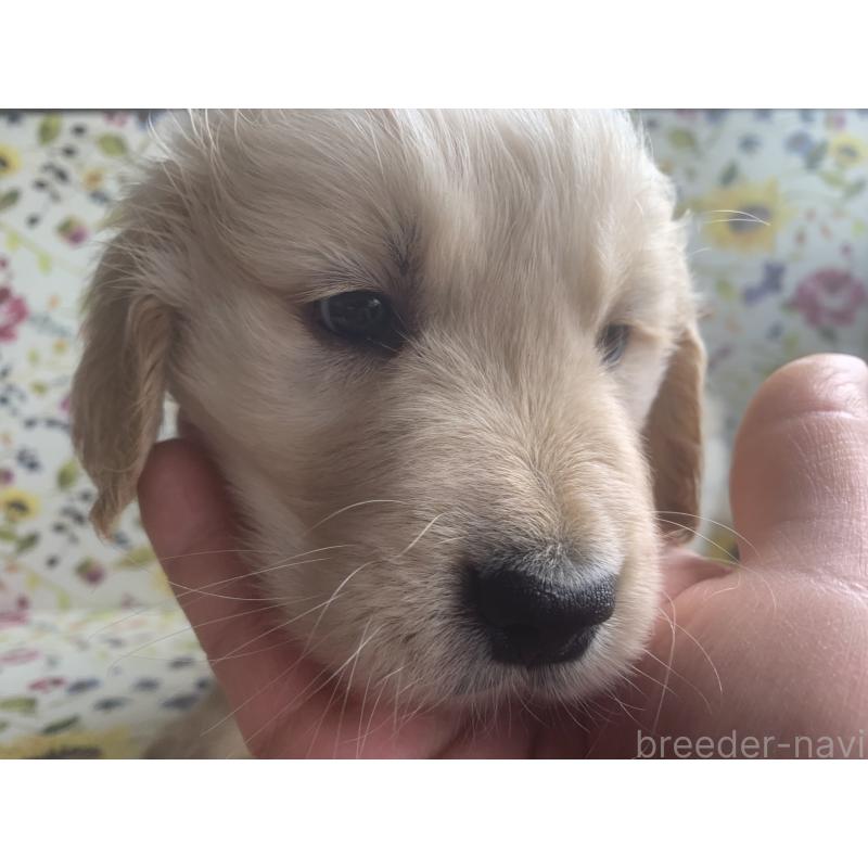 販売中の鹿児島県のゴールデンレトリーバー-453138の2枚目