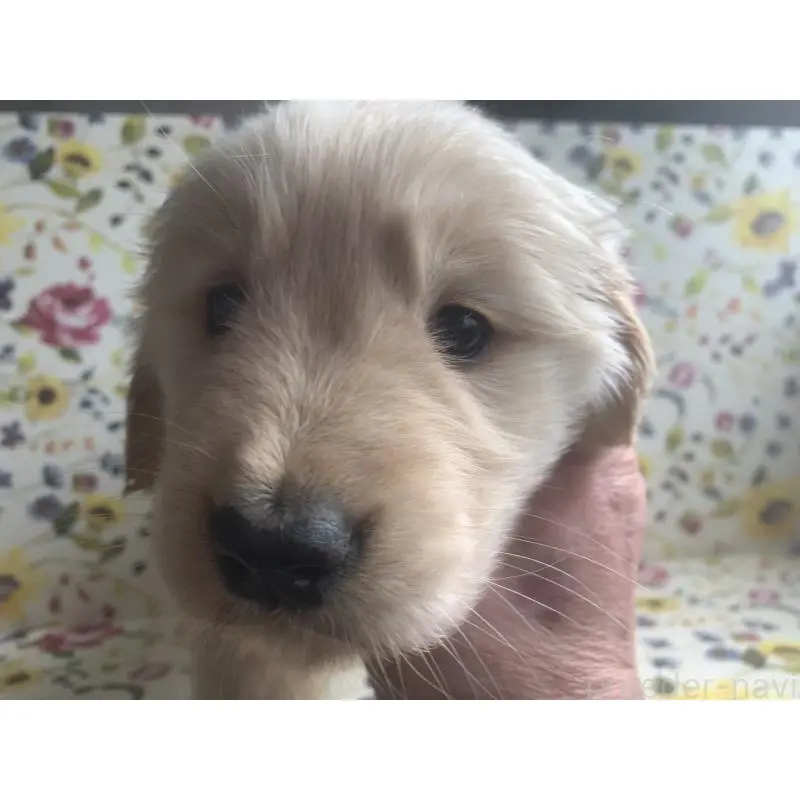 販売中の鹿児島県のゴールデンレトリーバー-453139の3枚目