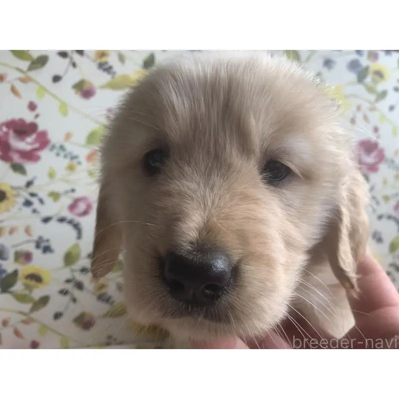 販売中の鹿児島県のゴールデンレトリーバー-453140の3枚目