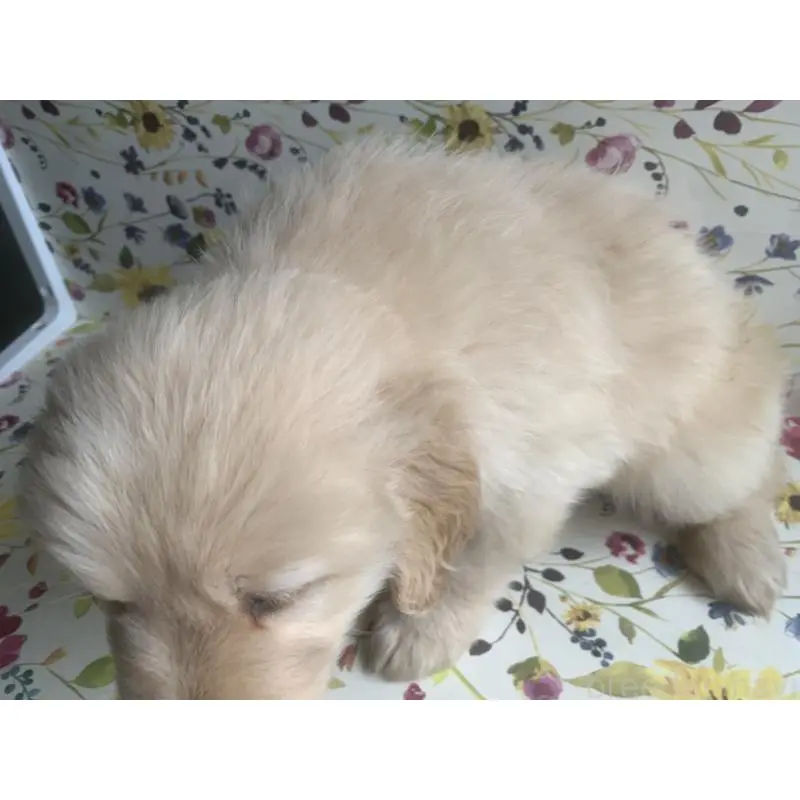 販売中の鹿児島県のゴールデンレトリーバー-453140の2枚目