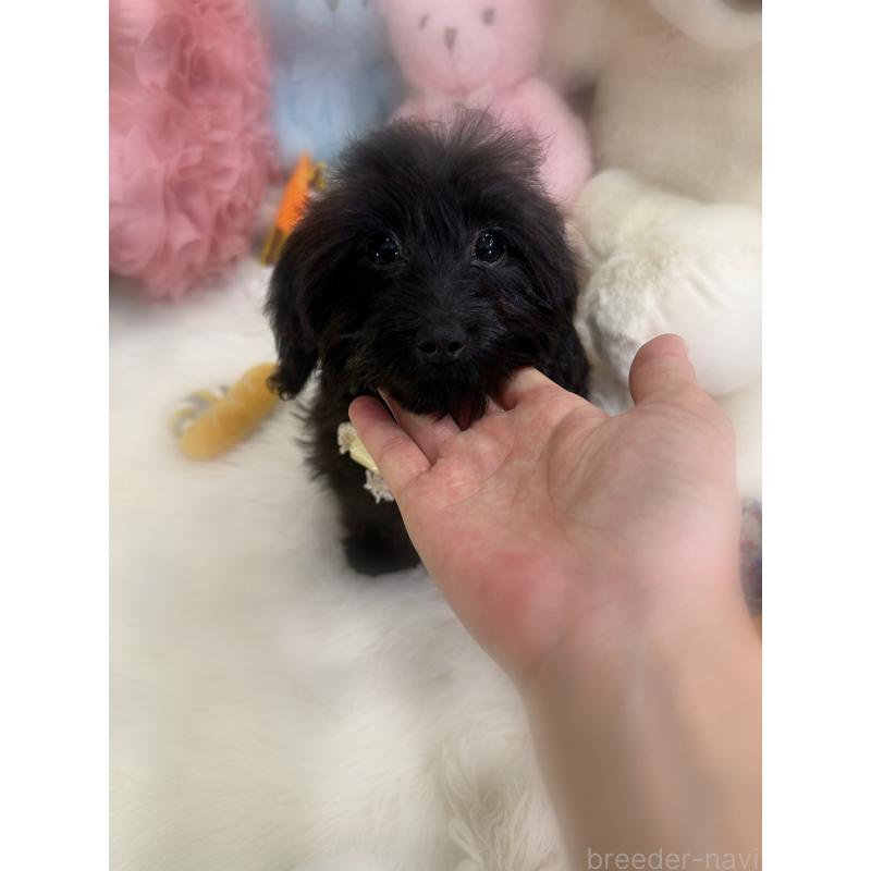 販売中の香川県のダップー:ミニチュアダックスフンド×トイプードル-433655の2枚目