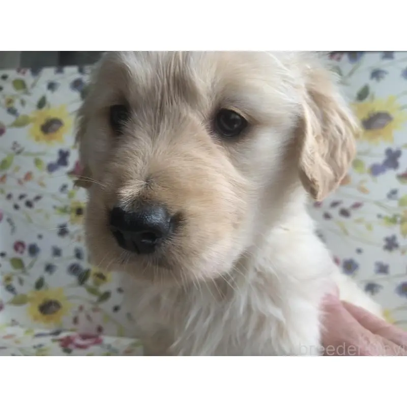 販売中の鹿児島県のゴールデンレトリーバー-453141の4枚目