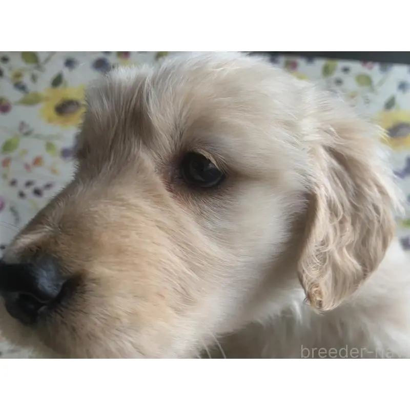 販売中の鹿児島県のゴールデンレトリーバー-453141の3枚目