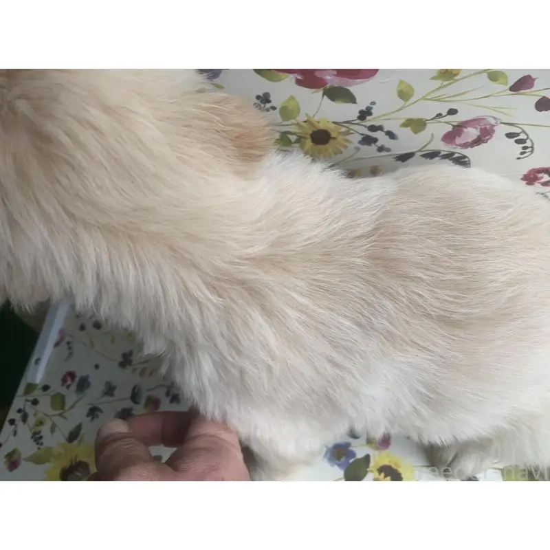 販売中の鹿児島県のゴールデンレトリーバー-453141の2枚目