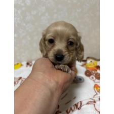 ♀︎カニンヘンダックスフンド(ロングヘアード)