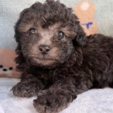 ♀︎タイニープードル