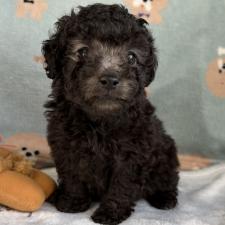 オンライン見学