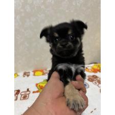 ♀︎チワワ(ロングコート)