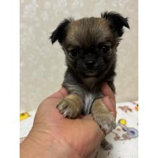 ♀︎チワワ(ロングコート)