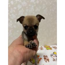 ♀︎チワワ(スムースコート)