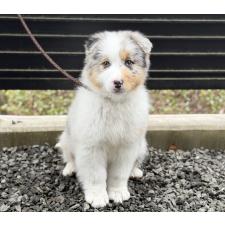 ♀︎オーストラリアンシェパード